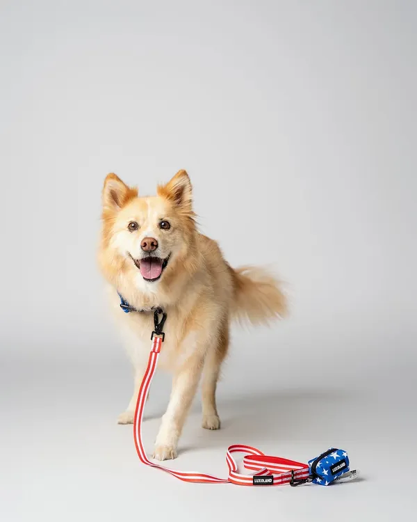 This happy dog is ready for a walk, showing off a colorful leash and harness set. In my studio shoots, I ensure the lighting is just right to highlight the product's features while capturing the pet's personality. This is a great example of a clean e-commerce pet product photo.