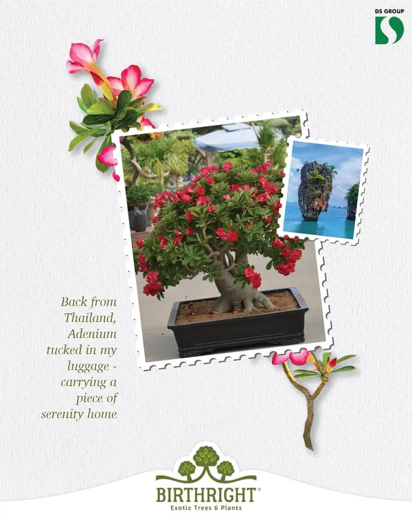 Fresh from Thailand, this Adenium carries a piece of tropical serenity. Its stunning desert rose blooms bring an exotic and elegant touch to any collection.