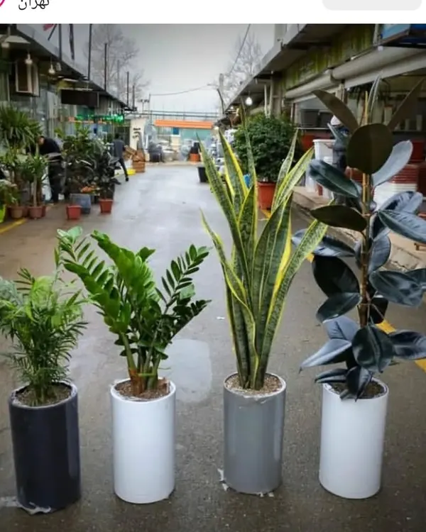 Here are four of the best air-purifying and easy-care indoor plants you can get: Areca Palm, ZZ Plant, Snake Plant, and a Rubber Plant. They look great together in these modern ceramic pots.