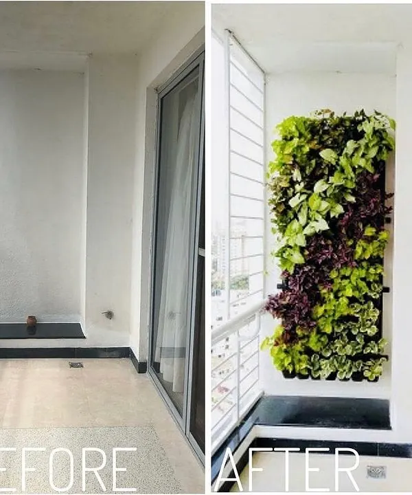 This before and after highlights the power of a vertical garden. We took a narrow, empty balcony wall and turned it into a lush tapestry of green and purple foliage, adding life without taking up any floor space.