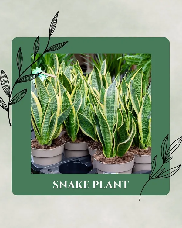 The Snake Plant is a true superhero. Not only is it incredibly hard to kill, but it also works overnight to convert CO2 into oxygen, making it one of the best air purifiers for the bedroom.
