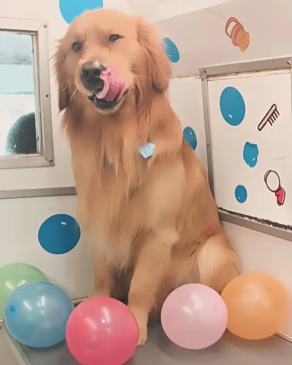 Ozzy the Golden Retriever is the star of his own birthday bash! I set up balloons and everything to make his grooming session feel like a real celebration.