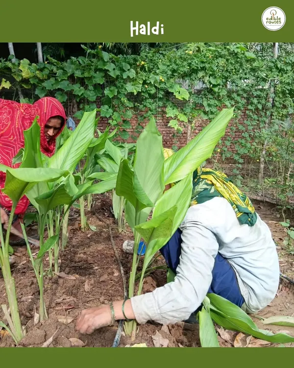 Our farmers tending to the Haldi (turmeric) plants at our Gurgaon farm. It's this hands-on, careful work that ensures the quality and health of every crop we grow.