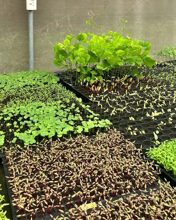 A vibrant collection of seedlings and microgreens in our nursery. We cultivate a wide range of crops, from red amaranth to various cresses, to meet the diverse needs of our clients.
