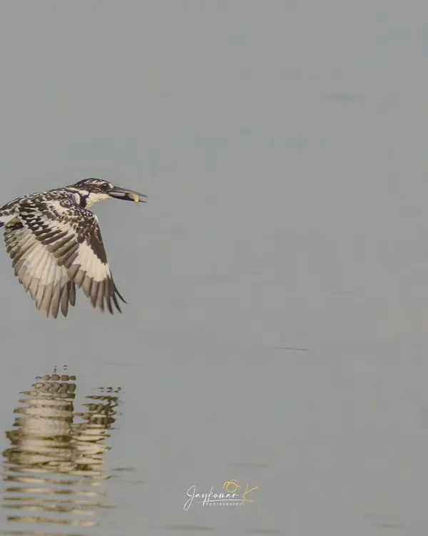 A Pied Kingfisher in flight with a small fish, its reflection visible in the water below. A classic wildlife photography shot that captures a moment of success.