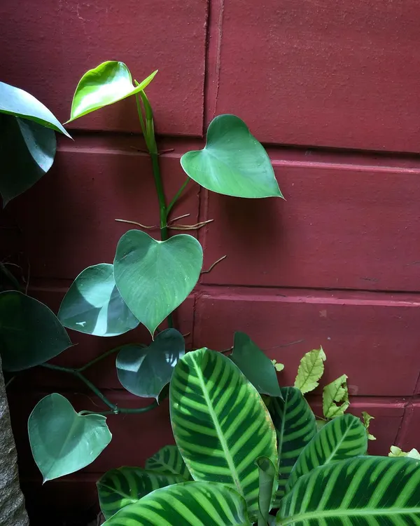 Planting against this red wall felt like painting. The vibrant green of the Philodendron and the striped Calathea zebrina create a stunning contrast.