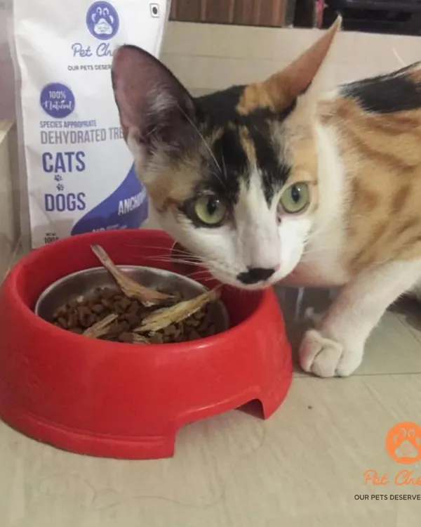 A refined palate deserves a refined treat. This beautiful calico is enjoying our air-dried anchovies, a human-grade snack that's the perfect blend of taste and health.