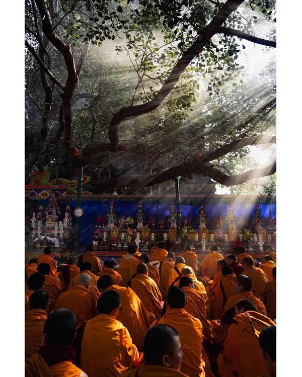 Sunbeams pierce through the branches of the sacred Bodhi tree, illuminating a congregation of monks during a morning prayer session in Bodh Gaya. This image captures the profound peace and spiritual energy of the moment.