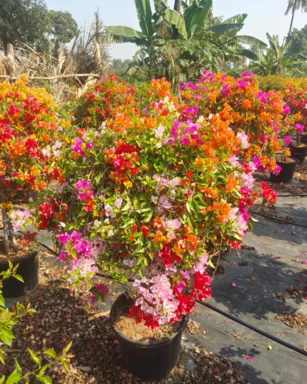 A close-up of a multi-grafted Bougainvillea bush, bursting with a mix of orange, red, and pink flowers. These are perfect for adding a long-lasting explosion of color to your garden.