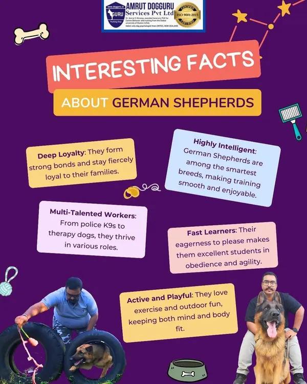This infographic shares some interesting facts about German Shepherds. Their intelligence, loyalty, and versatility make them excellent students in obedience and agility.