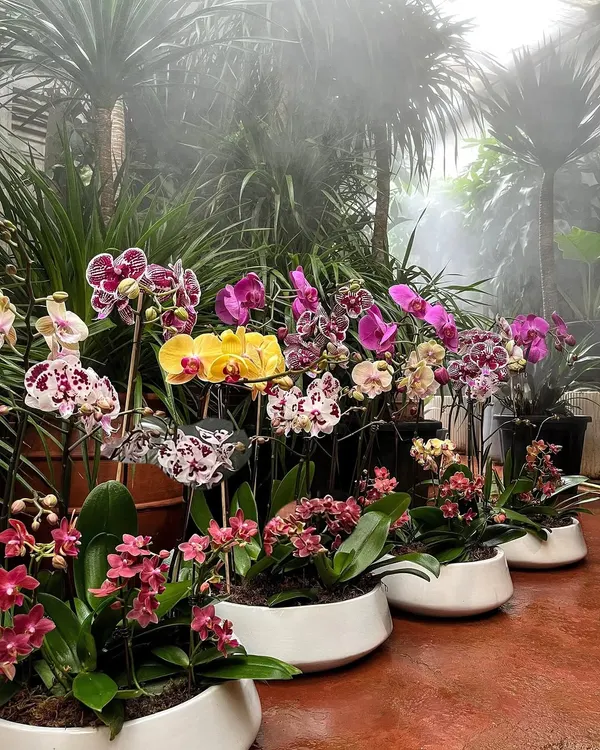 A stunning lineup of our Phalaenopsis Orchid arrangements, showcasing the incredible variety of colors we offer. From pure whites and soft pinks to vibrant yellows and speckled patterns, each one is a work of art.
