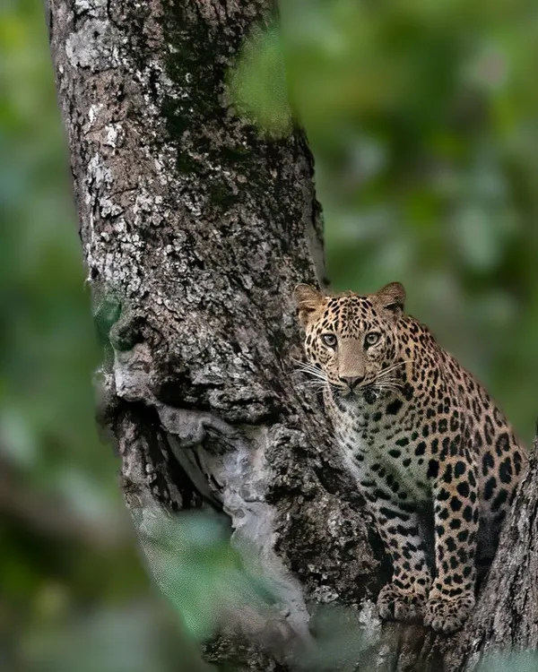 A leopard perched on a tree in Kabini, the leopard heaven of India. The lush green backdrop is perfect for creating stunning portraits of these elusive cats.