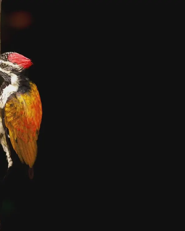 The Black-rumped Flameback, also known as the Golden-backed Woodpecker. The fiery golden-yellow on its back truly makes it look like a flame against the dark background.