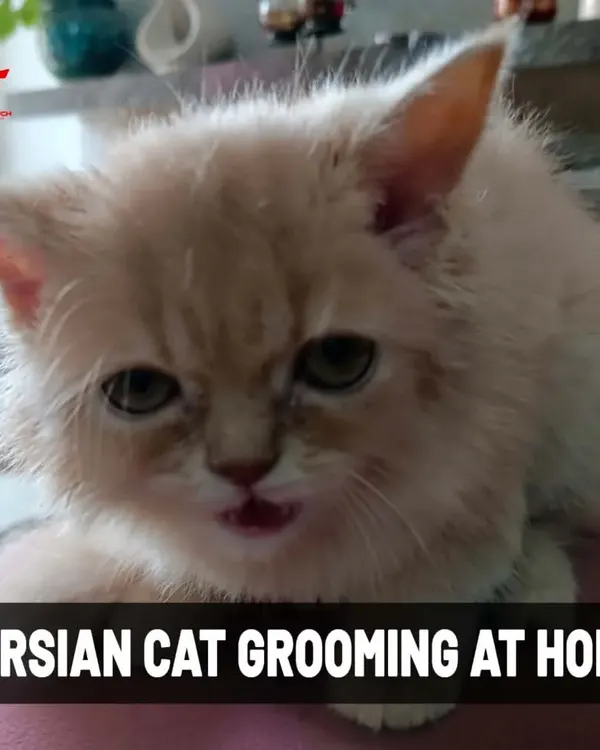 This fluffy Persian cat is ready for its at-home grooming session. I understand the unique needs of long-haired cats and provide expert care.