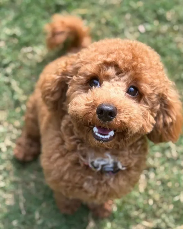 The adorable face of Milo, a happy poodle who stayed with us. We love capturing these sweet, expressive moments.