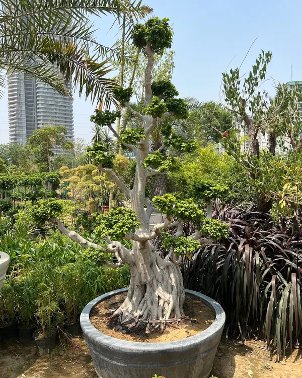 This large Ficus bonsai, with its thick, aged trunk and well-defined canopy, is a true work of art. It's a perfect centerpiece for a corporate lobby or a high-end residential garden, showcasing decades of careful cultivation.
