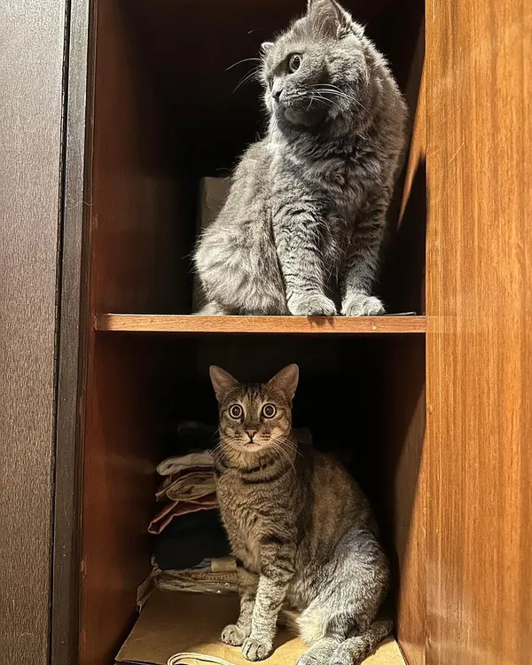 Meet Noor (top), a 6-year-old Persian British Shorthair, and her sister Muezza (bottom), a 6-year-old Bengal. They are a bonded pair and must be adopted together.