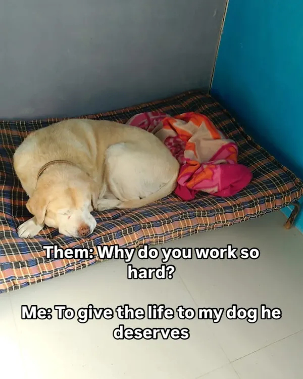 This is why we work so hard. To give our dogs the life they deserve, complete with comfy beds and sweet dreams after a day of fun.