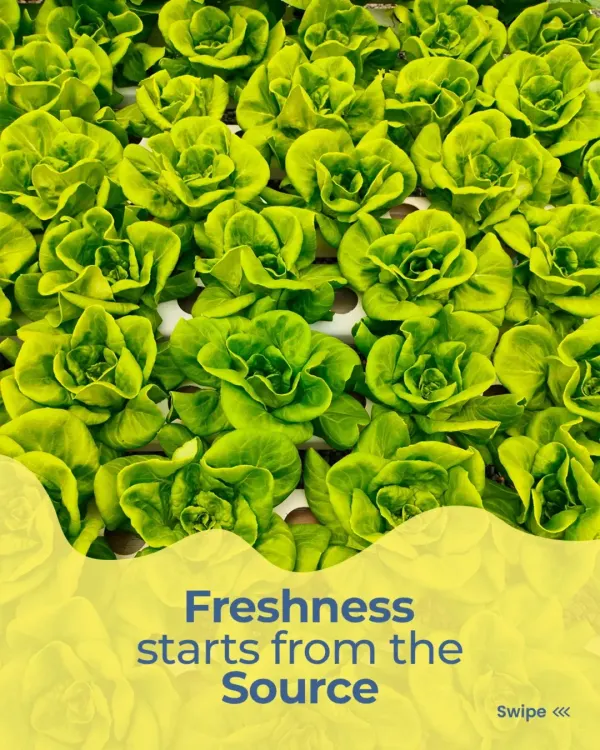 We believe freshness starts at the source. Great meals don’t begin in the kitchen, they begin on the farm with thoughtfully grown greens that make wellness feel natural.