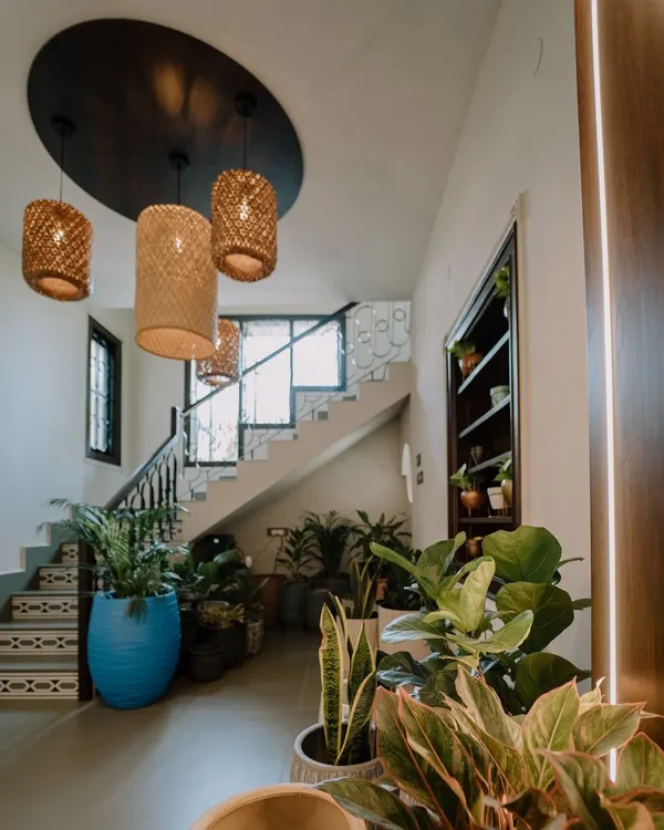 This is how we bring a lush, green jungle vibe indoors. This residential entryway combines a variety of plants like snake plants, aglaonemas, and fiddle leaf figs in stylish blue and textured planters to create a welcoming and vibrant atmosphere.