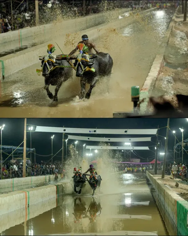 A pair of dynamic shots from a night Kambala event, showing the buffaloes and their jockey kicking up a massive splash. I use fast shutter speeds to freeze the water droplets and capture the explosive energy of the race.