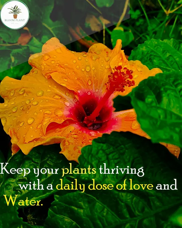A daily dose of love and water is key to a thriving plant. This vibrant hibiscus flower covered in morning dew is a beautiful reminder to keep your leafy friends hydrated.