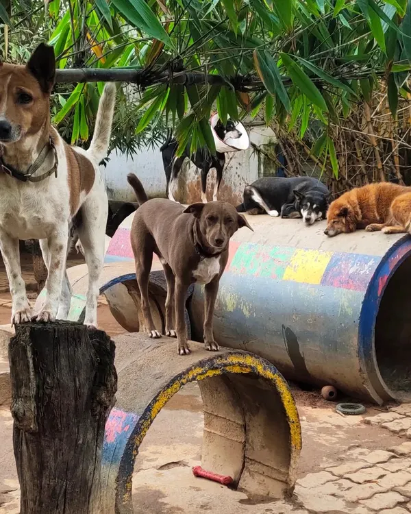 This is what Wagg City is all about. No cages, just a pack of friends hanging out. Here you see a mix of our resident Indies and other breeds, all socialized and living together. This is the kind of environment your future pet grows up in.