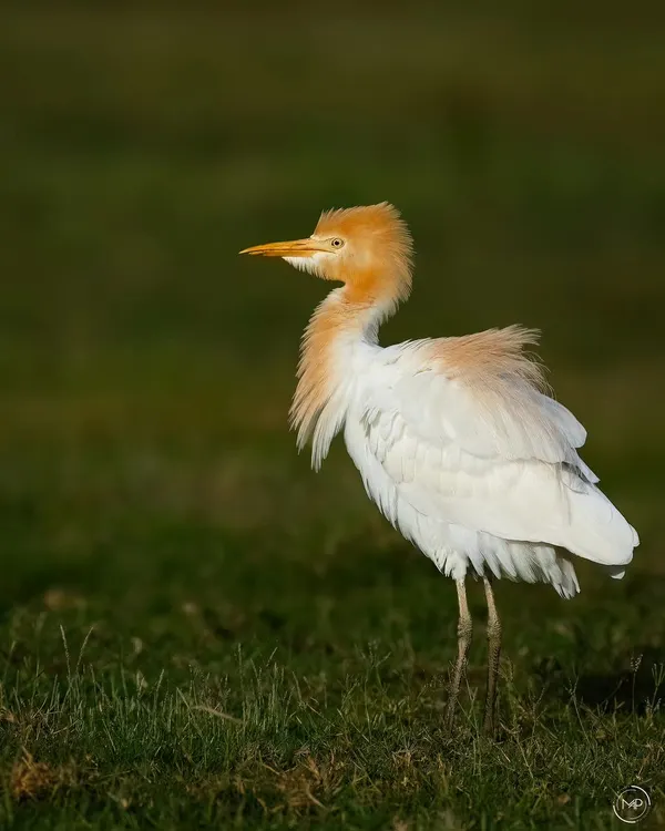 A Cattle Egret showing off its beautiful orange breeding plumage. I captured this elegant bird in a field in Bangalore, its bright colors standing out against the green grass.