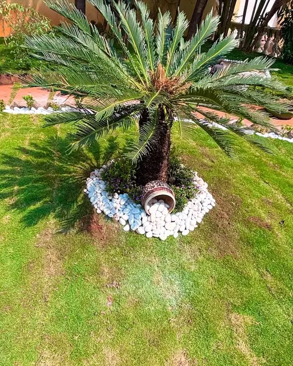 A creative detail in one of my garden designs. A Sago Palm is surrounded by a ring of white pebbles with a decorative pot, adding an artistic touch to the lawn.