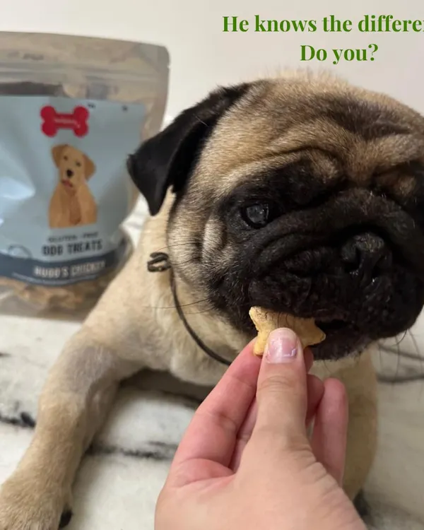 This pug knows the difference between a real treat and a fake one. My gluten-free Hugo's Chicken dog treats are made with functional recipes and full transparency, because your dog deserves food that loves them back.