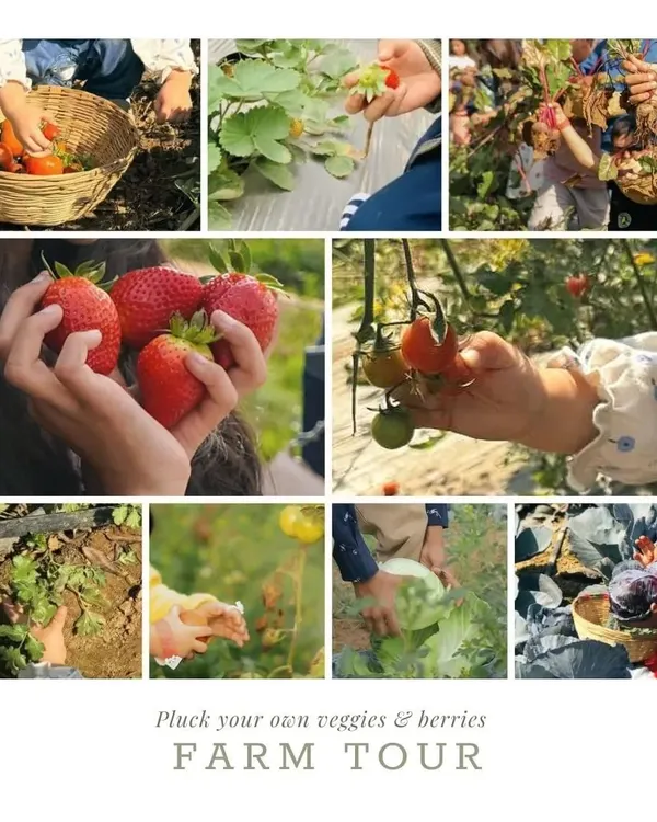 A farm tour is a full sensory experience. This collage shows the variety of activities, from picking your own veggies and berries to exploring the different corners of our farm.