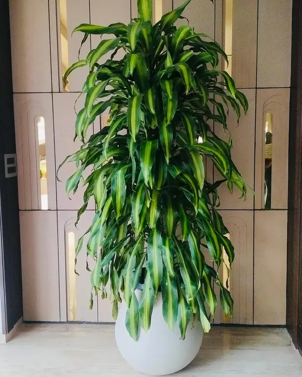 When the plan is to have just one indoor plant, it has to be this big and this gorgeous. This Dracaena is a real showstopper and instantly became the focal point of the room.