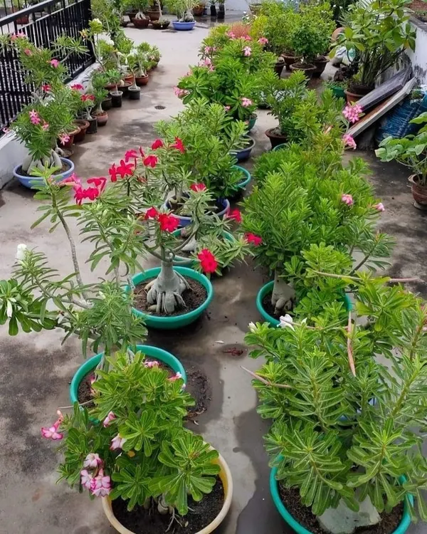 A stunning terrace garden filled with blooming Desert Rose (Adenium) plants. I help clients select sun-loving, low-maintenance plants that thrive in Bangalore's rooftop environments.