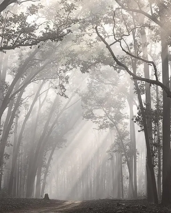 My favorite road in the forest, with sunbeams cutting through the morning mist. This is a 'wildscape' where the environment itself is the hero, a reminder of the beauty and serenity of the habitats we explore.