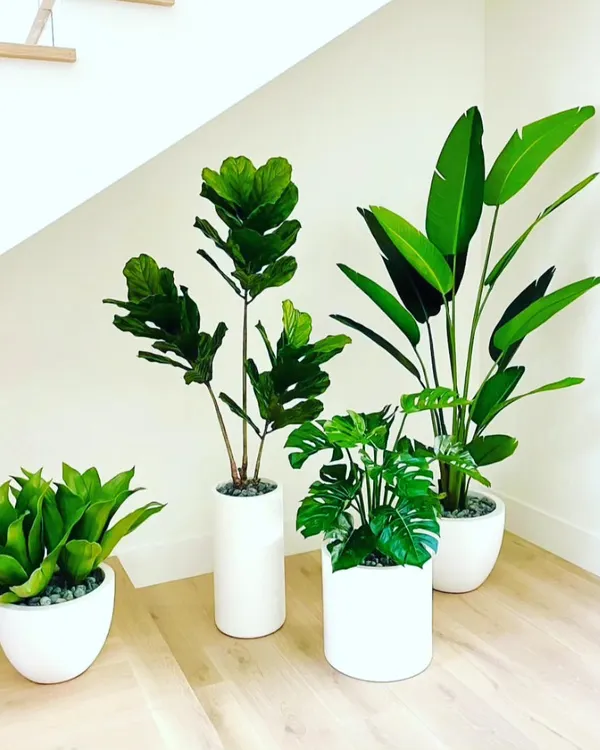 A collection of popular indoor artificial plants. This includes a fiddle leaf fig, a bird of paradise, a monstera, and a snake plant, all in modern white pots. They look real but require no care.