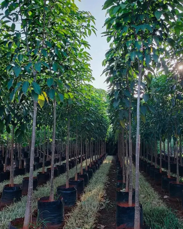 Rows of tall, slender trees ready for planting. These are perfect for creating avenues, property lines, or adding vertical elements to a landscape design.