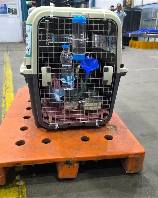 This is Bruno the French Bulldog's travel crate, all set for his cargo flight to Canada. It's equipped with two water sources and comfortable bedding to ensure a safe trip.