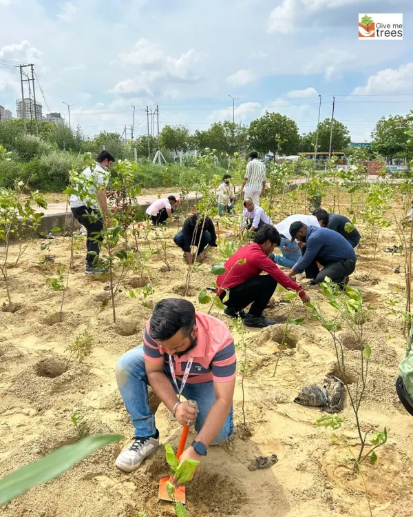 A wide view of the plantation drive with EXL volunteers in Greater Noida. It's inspiring to see so many people come together, each contributing to the larger goal of creating a self-sustaining urban forest.