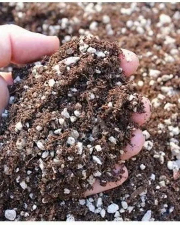 We provide a specially formulated potting mix for succulents and cacti. This well-draining soil, rich in perlite and other gritty materials, prevents root rot and helps these unique plants thrive.