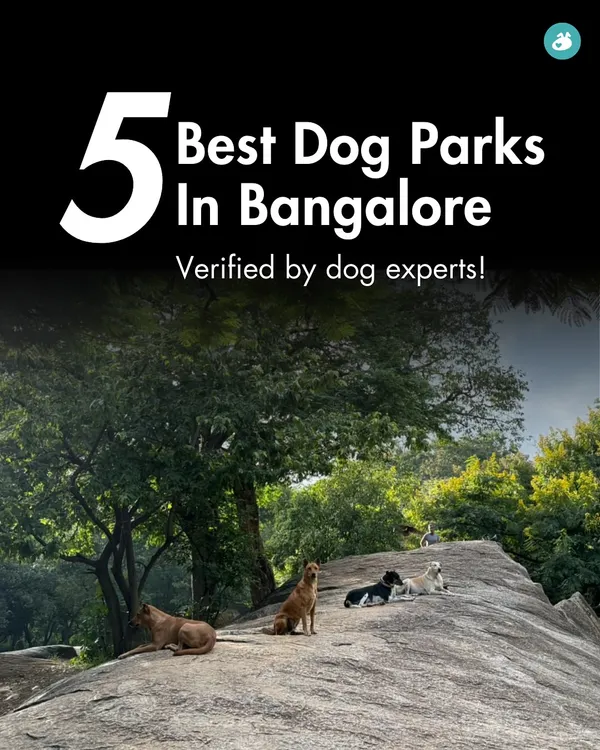 Looking for the best dog parks in Bangalore? We've compiled a list of five top spots, verified by our dog experts and local pet parents.