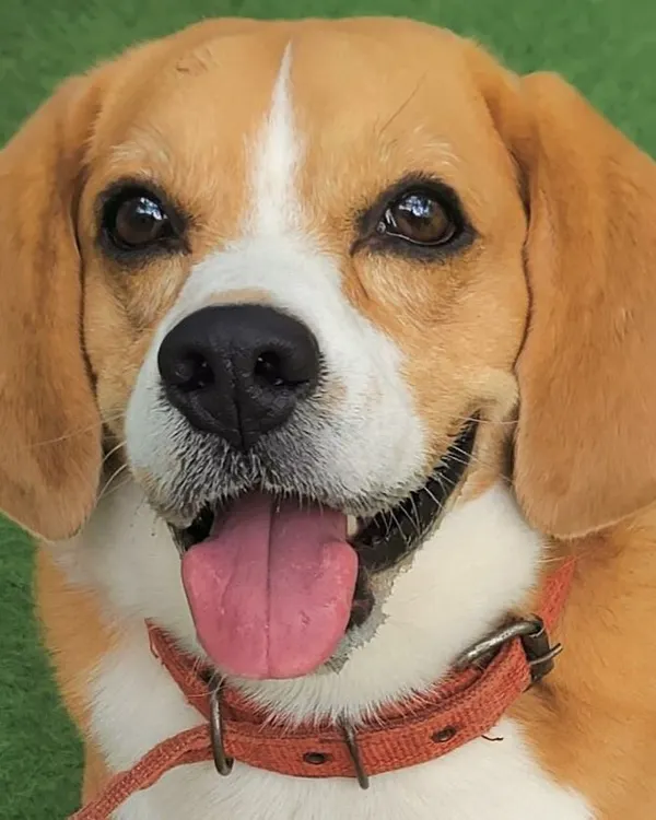 The face of a happy Beagle! This sweet expression is why I do what I do. It’s all about creating a space where they feel safe, loved, and joyful.
