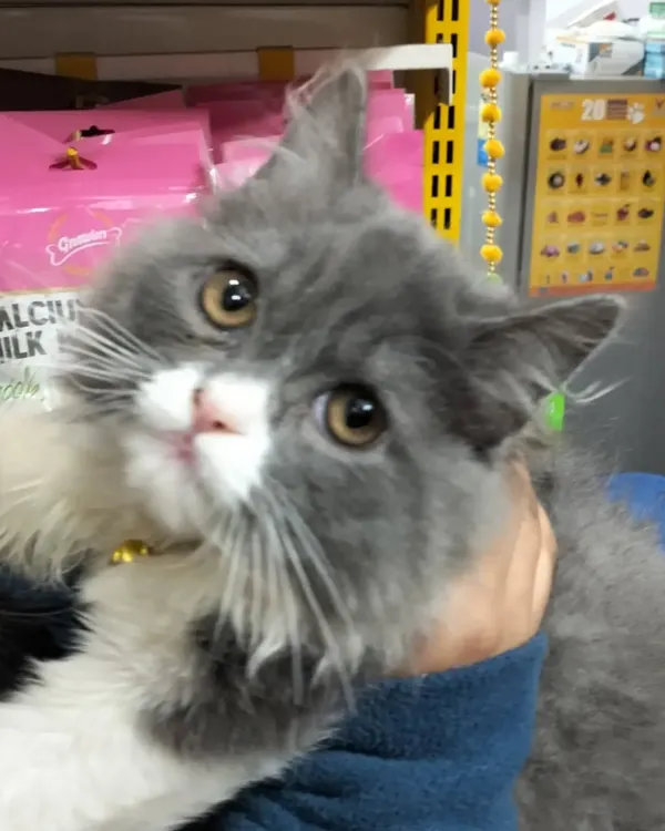 This is Chiku, a beautiful grey and white Persian cat with the most expressive eyes. He is a cherished member of our clinic family and loves getting cuddles during his visits.