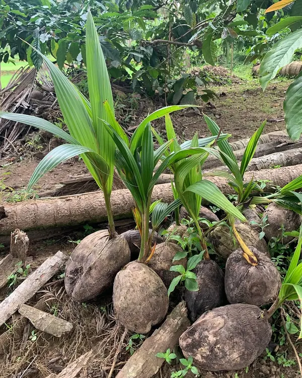 These are coconut saplings at our Uttam Sagar Estate, the very beginning of our cold-pressed coconut oil. We let them sprout naturally before planting, ensuring a healthy start for our trees.