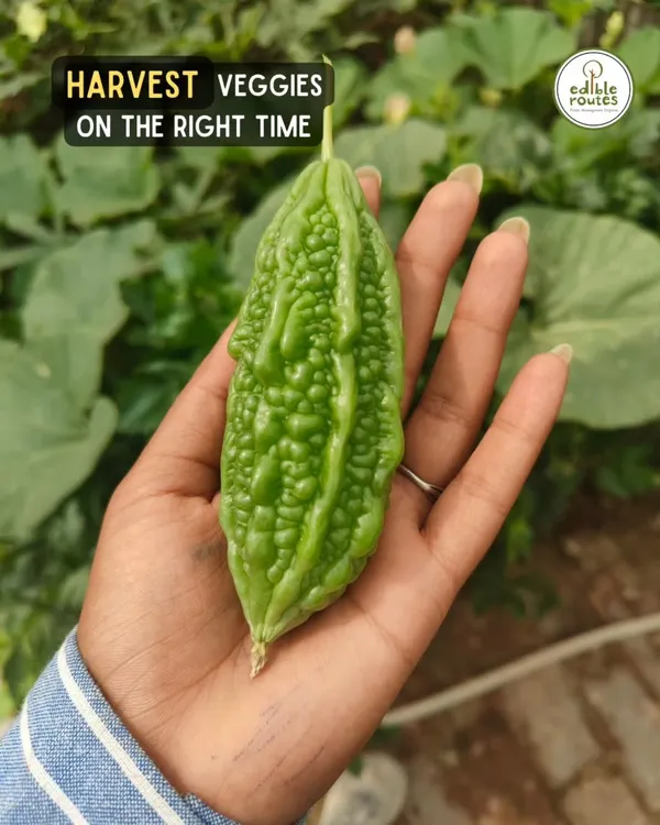 I am so proud of this thriving terrace garden we helped set up for a client in New Delhi. It's now flourishing with summer vegetables like this beautiful bitter gourd, proving you can grow your own food anywhere.