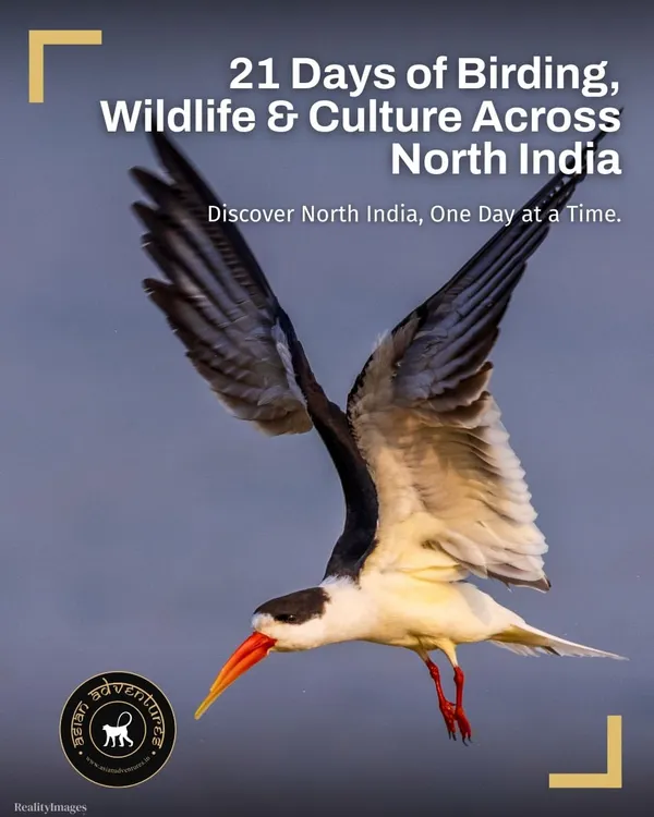 The Indian Skimmer, with its unique bill, flies low over the Chambal River. Our Classic North India tour takes you to this critical habitat to witness this threatened species, a must-see for any serious birder.
