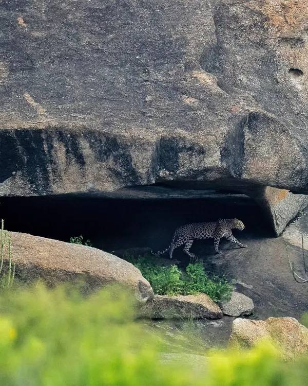 A leopard emerges from a cave in the granite hills of Jawai. This is a landscape of rust, rock, and rosettes.
