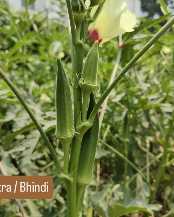 Fresh okra, or bhindi, growing perfectly at a client's farm. This is a staple in Indian kitchens, and growing it yourself ensures it's completely chemical-free.