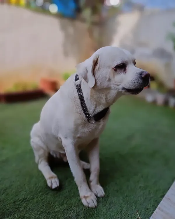 This is the handsome Lucky Singh, a senior Labrador who boarded with me. I have a special place in my heart for senior dogs and provide the calm, comfortable care they need.