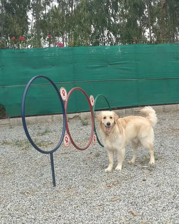 A Golden Retriever poses proudly by the agility hoops. Our dog agility playground is a great way for pets to learn new skills and have fun.