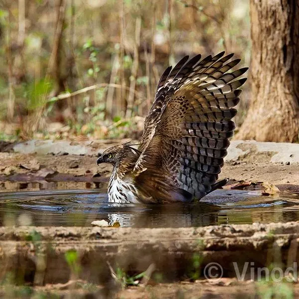A Changeable Hawk-Eagle cools off in a waterhole at Nagzhira. During the scorching heat, it dominated the water source, not allowing any other animal near. This image, showing its powerful presence, now adorns the wall of the WWF-India office.